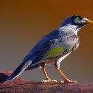  Noisy Miner